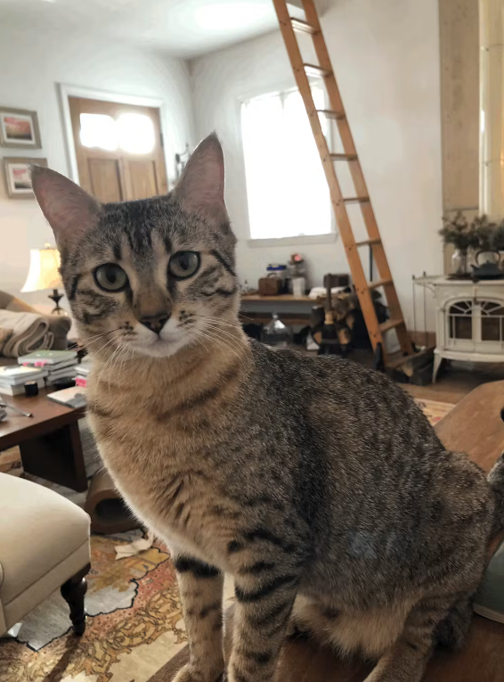  Egyptian Mau with allergies
